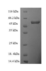D-amino-acid oxidase (DAO), human, recombinant