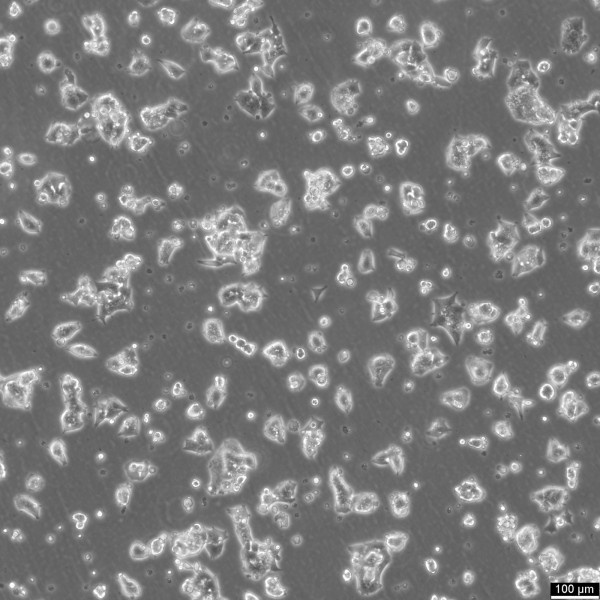 NCI-H520 Cells