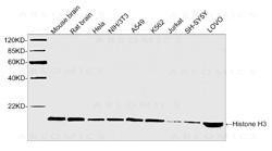 Anti-Rabbit Polyclonal Antibody to Histone H3