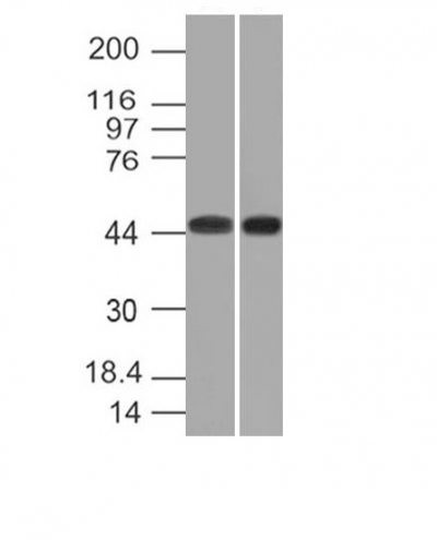 Anti-CD33(C33/69), CF405S conjugate, 0.1mg/mL
