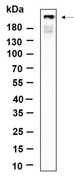 Anti-Recombinant Phospho-IRF3 (Ser396), clone 10A12