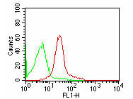 Anti-CD47, clone B6H12.2, Fluorescein Conjugated