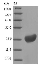 Resistin (RETN), bovine, recombinant