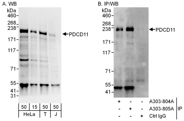 Anti-PDCD11