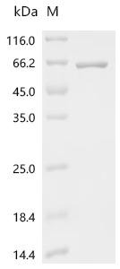 C5a peptidase (scpA), partial, recombinant Streptococcus pyogenes
