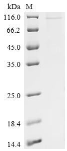 Mitofusin-2 (MFN2), partial, recombinant human