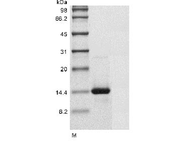 Growth/differentiation factor 6 (GDF6), human, recombinant
