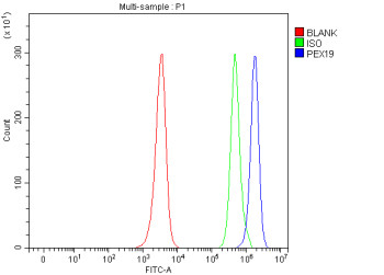 Anti-PEX19 / Peroxisomal biogenesis factor 19