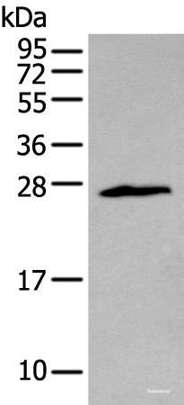 Anti-ZNF22