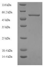 Protein FAM49B (FAM49B), human, recombinant