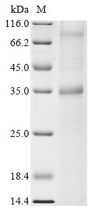 Sphingosine 1-phosphate receptor 2 (S1pr2), rat, recombinant