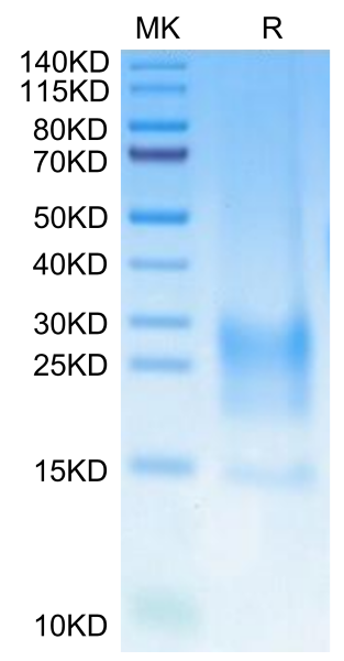 Cynomolgus BST2 Protein