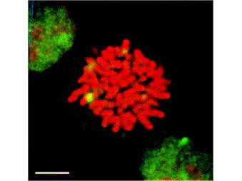 Anti-HSF1, clone 10H8