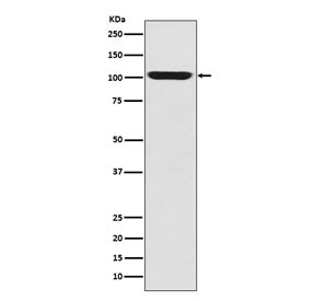 Anti-LGR5 / GPR49, clone CHF-12