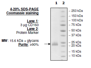CD160, human, recombinant with C-terminal His-tag
