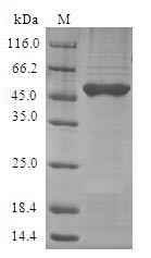 Lactoylglutathione lyase (GLO1), human, recombinant