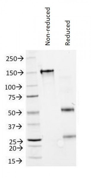Anti-IFN alpha 2, clone N27