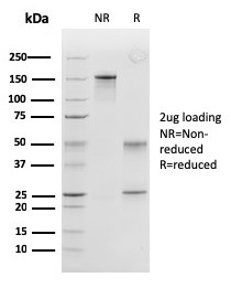 Anti-Peroxiredoxin 4 / PRDX4, clone CPTC-PRDX4-2