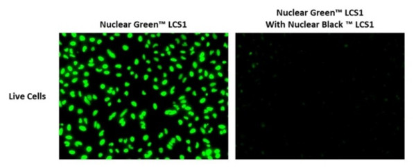 Nuclear Black(TM) LCS1 *Cell-Permeable*