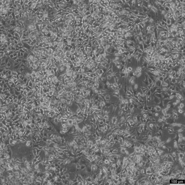 K7M2 wt Cells