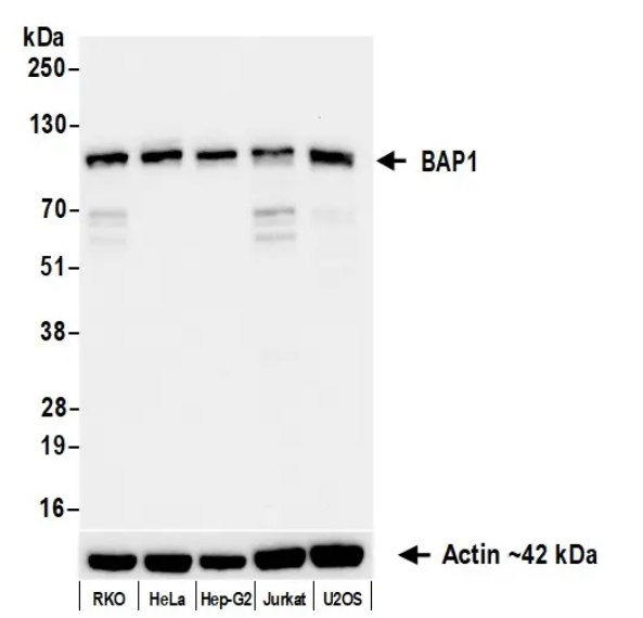 Anti-BAP1 Recombinant Monoclonal