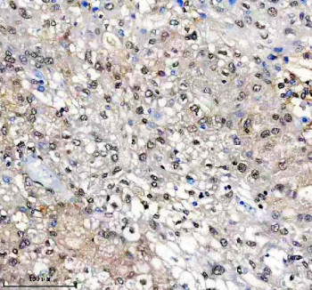 Anti-SUOX / Sulfite oxidase, clone 26S92