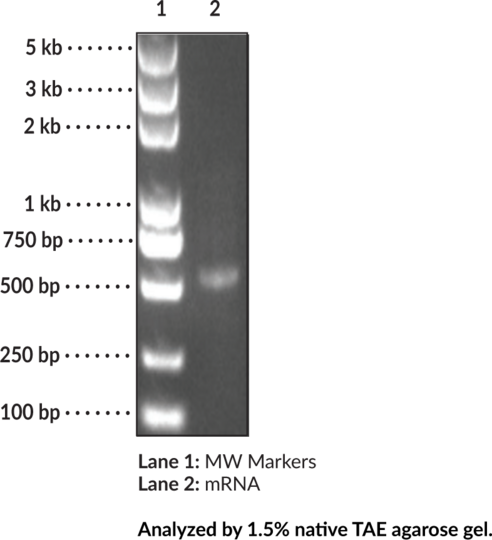 EZ Cap(TM) mCherry mRNA (5mCTP, psiUTP)