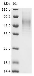 Alpha-hemolysin (hly), Staphylococcus aureus, recombinant