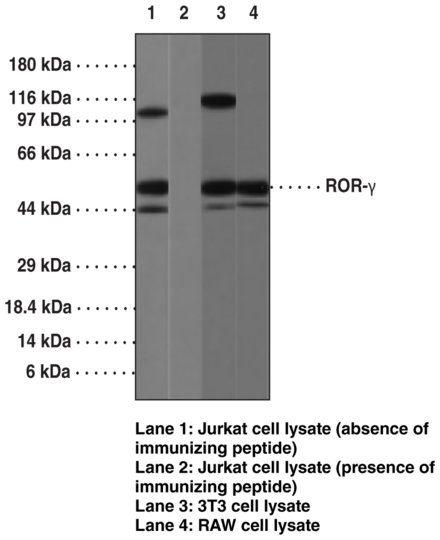 Anti-RORgamma