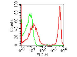 Anti-CD4, clone GK1.5, Phycoerythrin conjugated