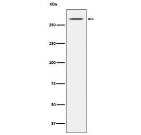 Anti-TG / Thyroglobulin, clone AFEC-20