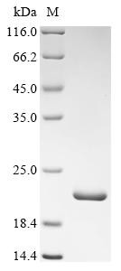 Fatty acid-binding protein, adipocyte (FABP4), human, recombinant