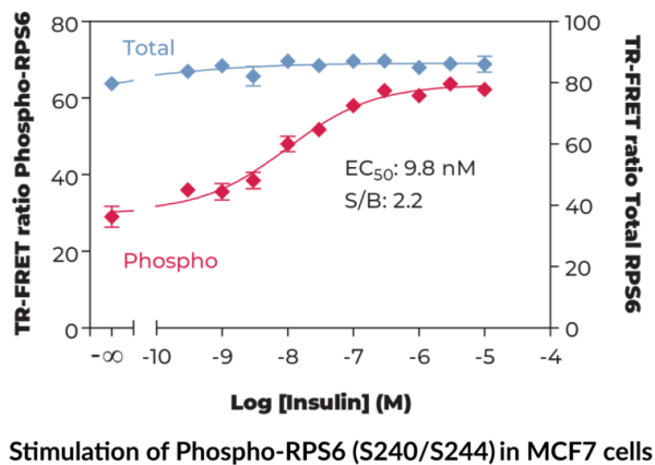 Ribosomal Protein S6 (Total) and Ribosomal Protein S6 (Phospho-Ser240/244) TR-FRET Assay Kit