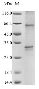 G protein-coupled receptor 20 variant, human, recombinant