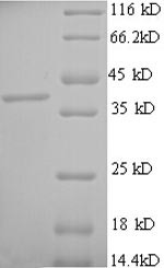 Mast cell carboxypeptidase A (CPA3), human, recombinant
