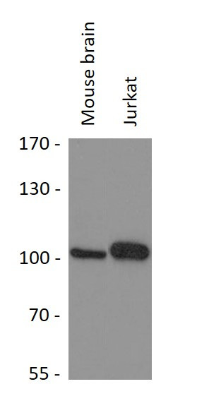 Anti-MYSM1