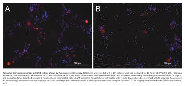 Autophagy/Cytotoxicity Dual Staining Kit