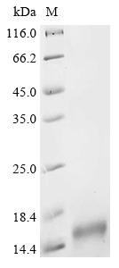 E3 ubiquitin-protein ligase UBR1 (Ubr1), partial, mouse, recombinant