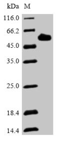 Dentin matrix acidic phosphoprotein 1 (DMP1), human, recombinant