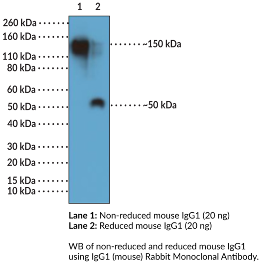 Anti-IgG1 (mouse) Rabbit Monoclonal Antibody (Clone RM106)