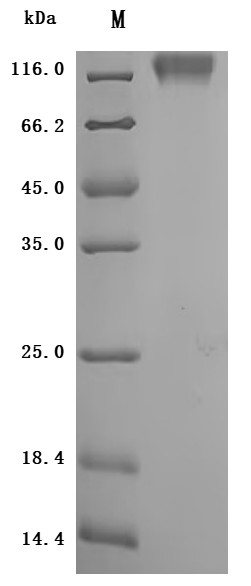 Carcinoembryonic antigen-related cell adhesion molecule 5(CEACAM5),partial (Active), Macaca mulatta,