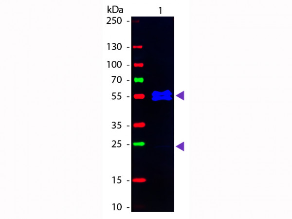 Anti-MOUSE IgG1 (Gamma 1 chain), Fluorescein Conjugated