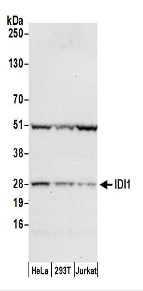 Anti-IDI1