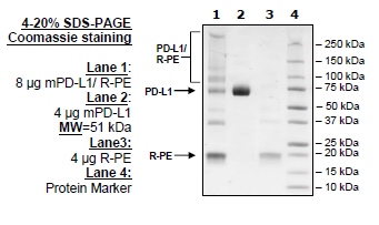 Mouse PD-L1, Fc fusion, PE-labeled