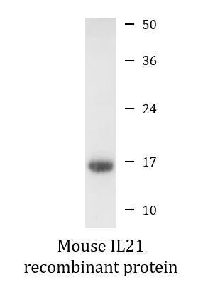 Mouse IL21 recombinant protein (Active)