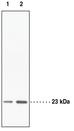 Anti-Prostaglandin E Synthase (cytosolic, FL)