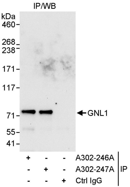 Anti-GNL1