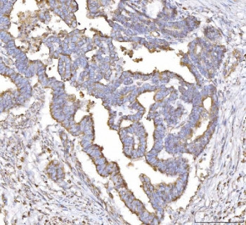 Anti-PLP2 / Proteolipid protein 2