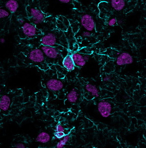 Anti-GFAP (Astrocyte &amp; Neural Stem Cell Marker) (ASTRO/1974R), CF405S conjugate, 0.1mg/mL