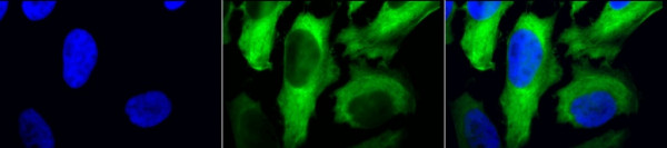 Anti-Hsp27, clone 5D12-A12